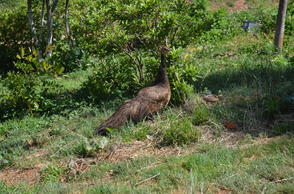 孔雀媽媽護(hù)寶寶 勇斗孔雀王 逃離流浪貓