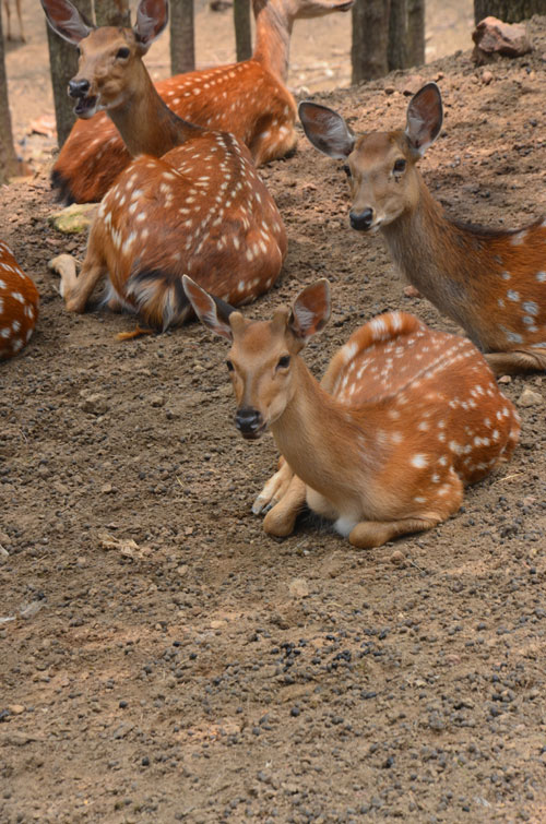 為當(dāng)鹿王 雌鹿長(zhǎng)角