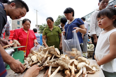 云南巧家雞樅高價(jià)上市受青睞