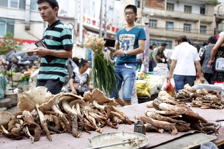 云南巧家雞樅高價(jià)上市受青睞