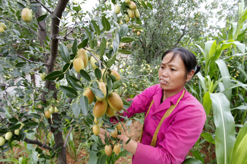 云南巧家野鴨米棗上市促農(nóng)增收