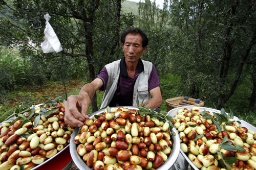 云南巧家野鴨米棗上市促農(nóng)增收