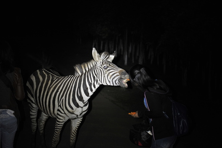 全國首個探秘型山地夜間動物園開放