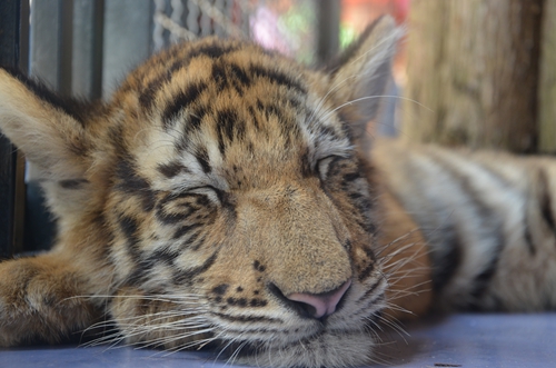 老虎王國“愛心志愿者”報(bào)名火爆 野生動(dòng)物園再增3個(gè)名額