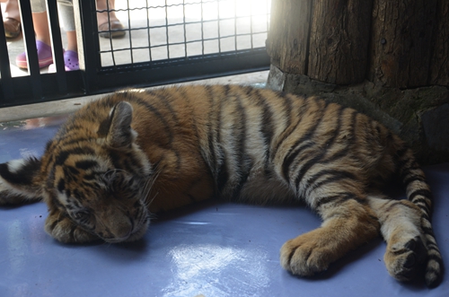 老虎王國“愛心志愿者”報(bào)名火爆 野生動(dòng)物園再增3個(gè)名額
