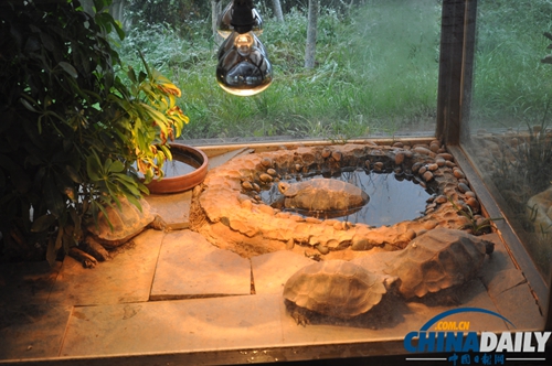 云南野生動物園動物應(yīng)對下雪天各有妙招