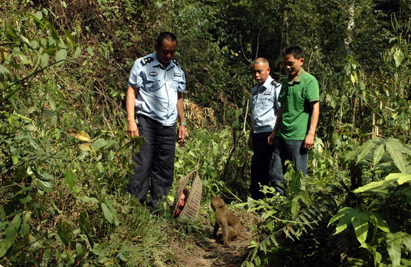 云南省景洪市放生國家二級保護野生動物