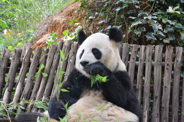 汶川地震后寄養(yǎng)云南的大熊貓美茜即將回川