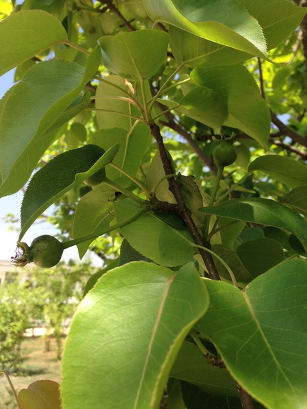 云南力推莊園經(jīng)濟(jì) 振峰農(nóng)莊“種出健康”