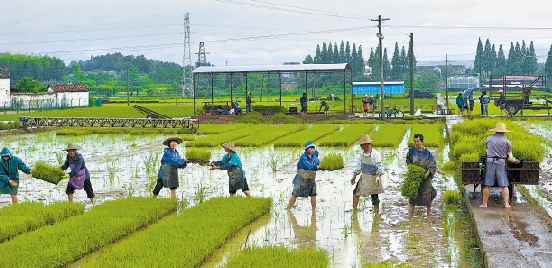 強(qiáng)降水來去匆匆 武義:農(nóng)民搶種晚稻