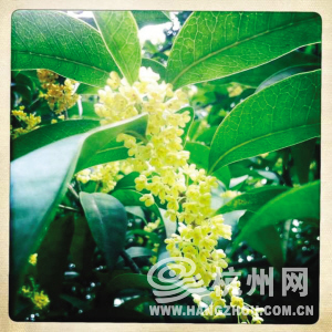 少兒公園 植物園 紫來洞 去看看今年第一撥桂花吧