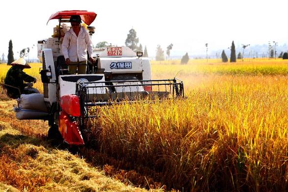 浙江瑞安晚稻開(kāi)鐮