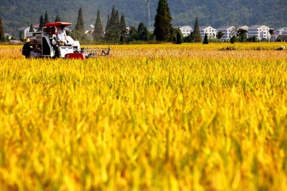 浙江瑞安晚稻開(kāi)鐮