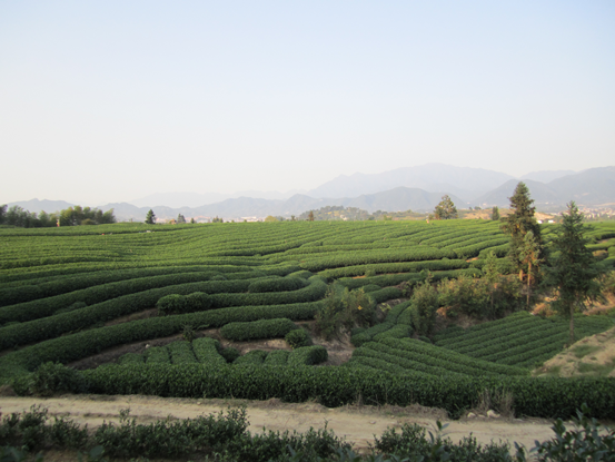 古韻茶香唯此松陽