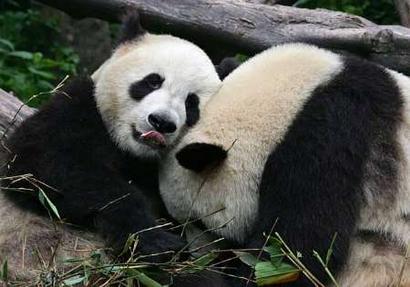 China calls for protection of panda natural habitat