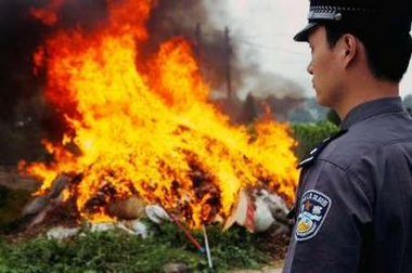 Confiscated opium poppy destroyed to mark anti-drug day