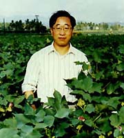 New cotton strain to raise output by 25%