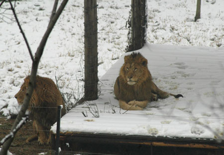 Animals enjoy snow fun