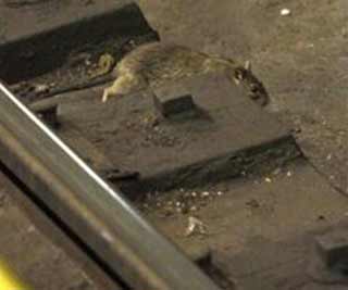 NY subway apartment for rats<BR>紐約地鐵成老鼠公寓樓