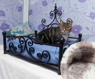 Luxury cat hotel opens<BR>貓咪專享豪華賓館(圖)