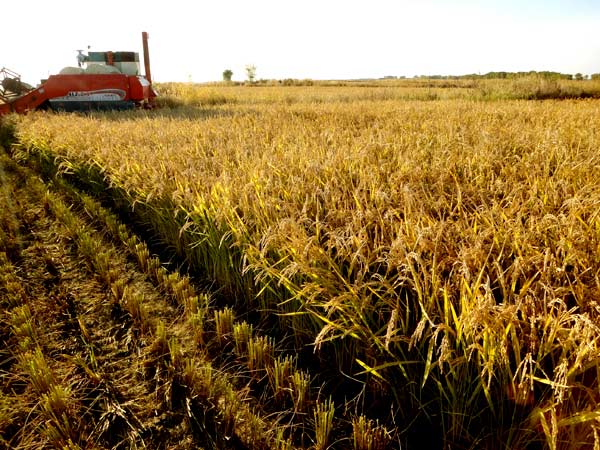 Tilling a field of dreams