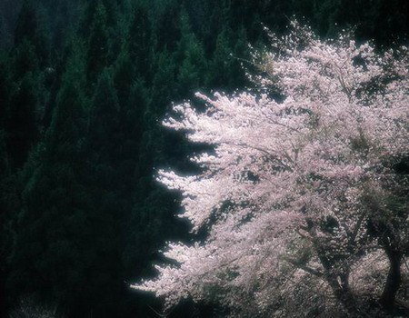 來(lái)自東洋的美麗 日本的櫻花文化