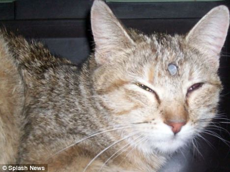 美國小貓頭插鐵釘不在乎 生命力強(qiáng)令人嘆