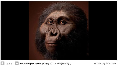 雷死人的人類祖先圖 看看你來自哪一款？