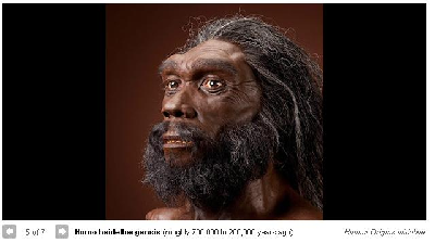 雷死人的人類祖先圖 看看你來自哪一款？