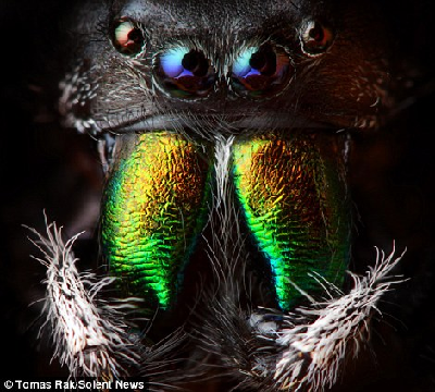 英國(guó)青年最愛拍攝蜘蛛 詭異美麗讓人著迷