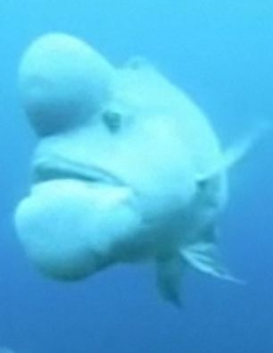 世界最丑魚(yú)現(xiàn)身日本海域？頭上長(zhǎng)大包綽號(hào)“史萊克”