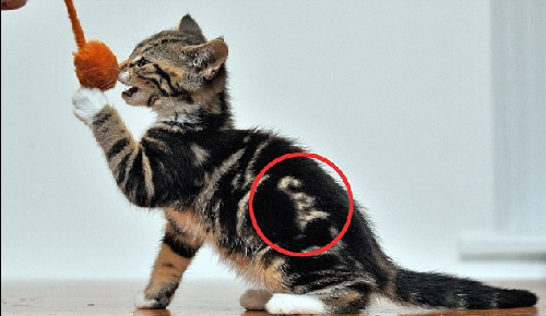 “喵喵！我是貓！” 英國(guó)虎斑貓持有天然“名片”