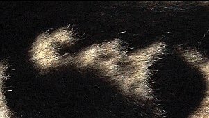 “喵喵！我是貓！” 英國虎斑貓持有天然“名片”