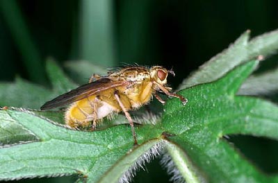 不是只有異性才相互吸引 美雜志揭露動(dòng)物“斷背”之謎