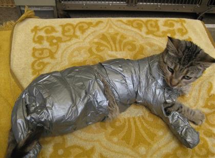 美男孩用膠帶撕去貓咪皮毛 遭警方逮捕