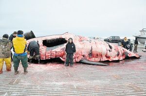 美國一小學(xué)生北冰洋獵殺10米長巨鯨(圖)