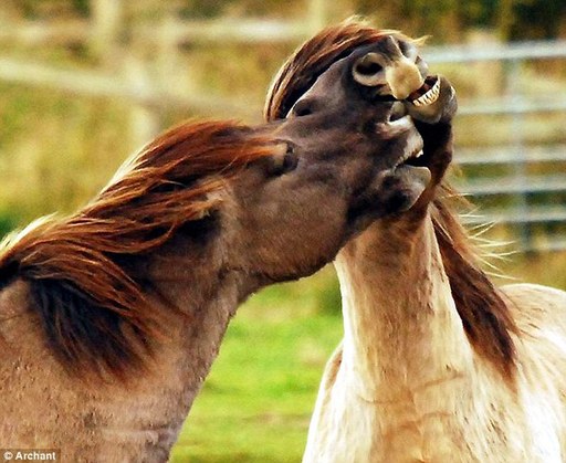 英國馬兒會“齜牙笑”?網(wǎng)友熱議編笑話