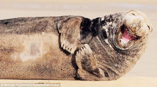 英國馬兒會“齜牙笑”?網(wǎng)友熱議編笑話