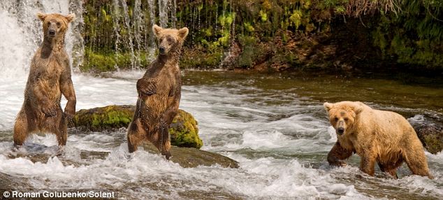 灰熊媽媽教孩子們捕魚技巧 一口咬中兩條魚