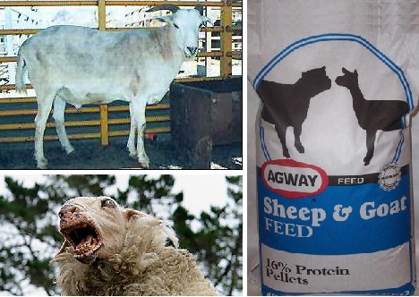 十大奇特雜交動物：蜘蛛山羊產(chǎn)絲硬比鋼絲