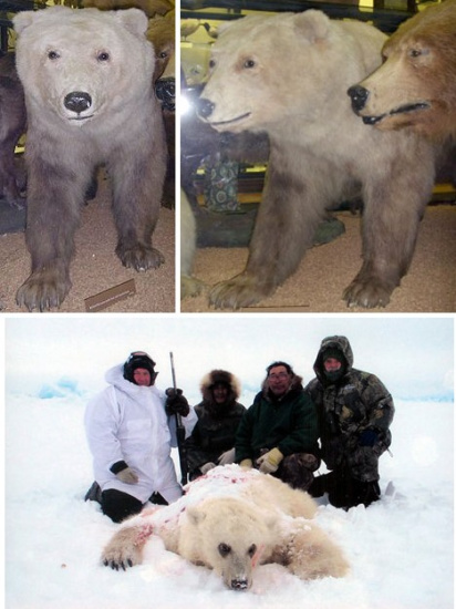 十大奇特雜交動(dòng)物：蜘蛛山羊產(chǎn)絲硬比鋼絲