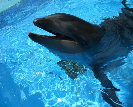 十大奇特雜交動(dòng)物：蜘蛛山羊產(chǎn)絲硬比鋼絲