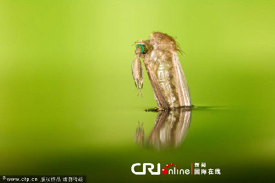 英國(guó)一工作室拍攝蚊子孵化場(chǎng)景(高清組圖)