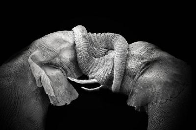 組圖：黑白照片展示非洲卡拉哈里沙漠迷人野性生活