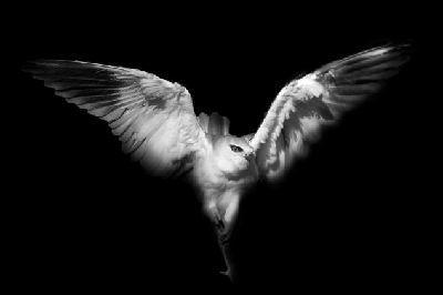 組圖：黑白照片展示非洲卡拉哈里沙漠迷人野性生活