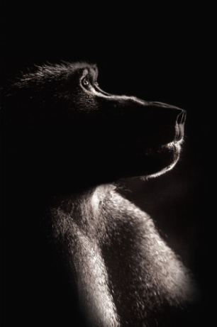 組圖：黑白照片展示非洲卡拉哈里沙漠迷人野性生活