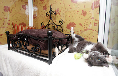 圖：英國出現(xiàn)專為貓設(shè)計的“5星級酒店”