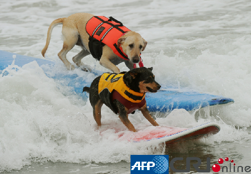 組圖：美國加州舉辦狗狗沖浪比賽