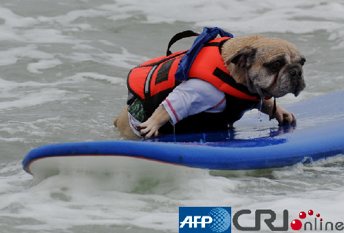 組圖：美國(guó)加州舉辦狗狗沖浪比賽