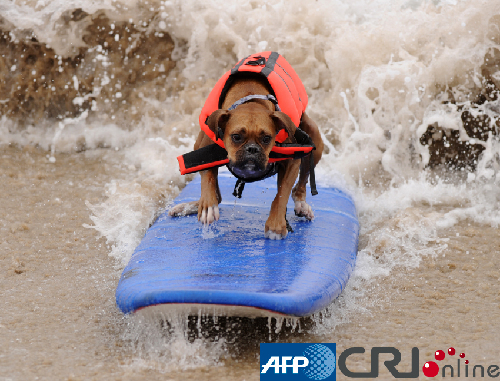 組圖：美國加州舉辦狗狗沖浪比賽